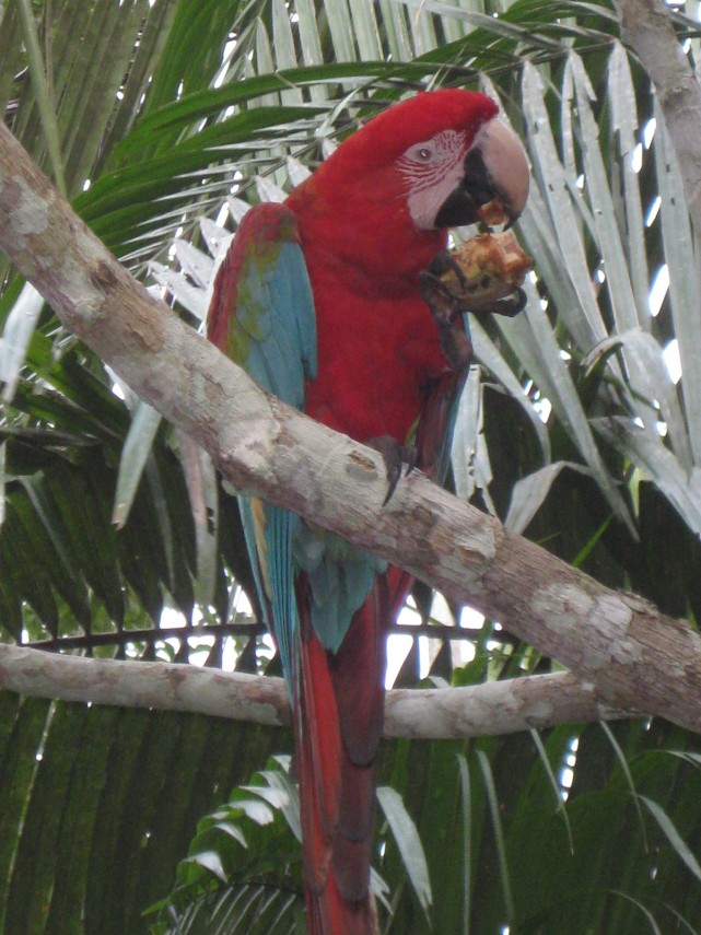 Nature_Santuario Ayahuasca Parrot