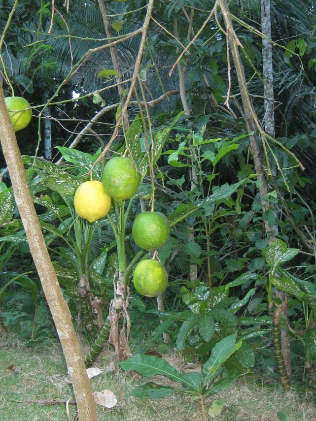 Sweet lemon medicine Santuario Ayahuasca