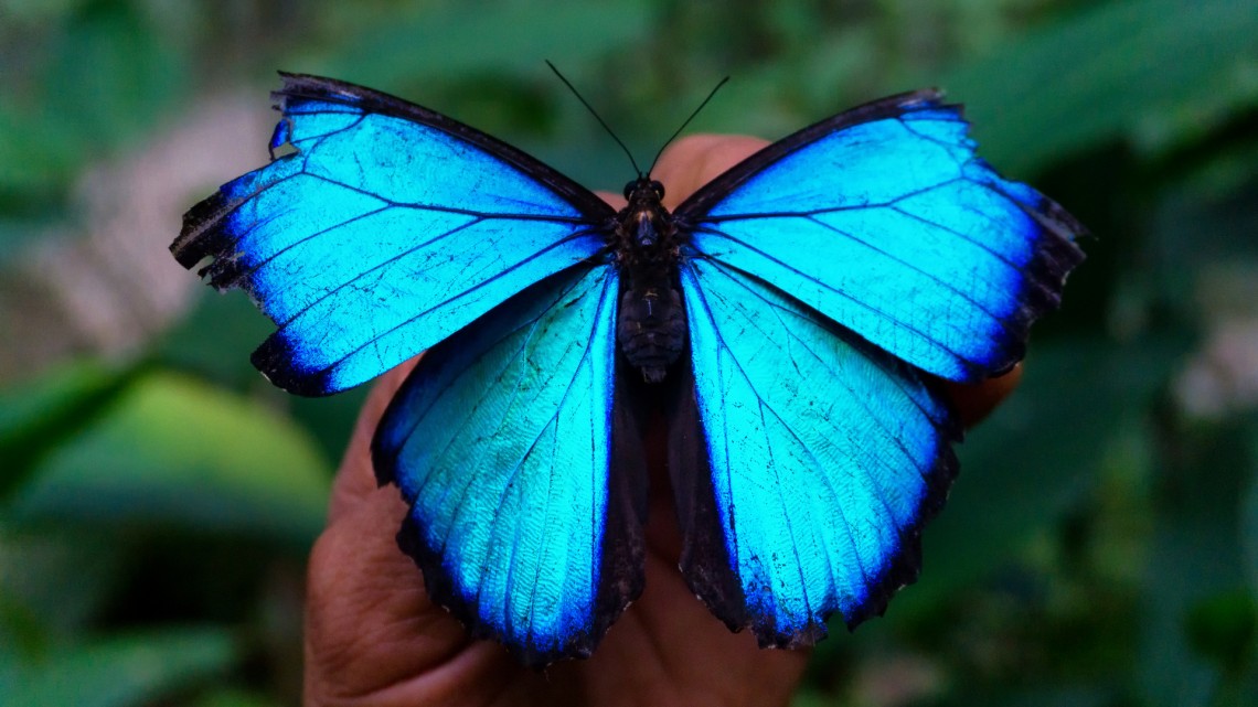 Nature butterfly Ayahuasca nature
